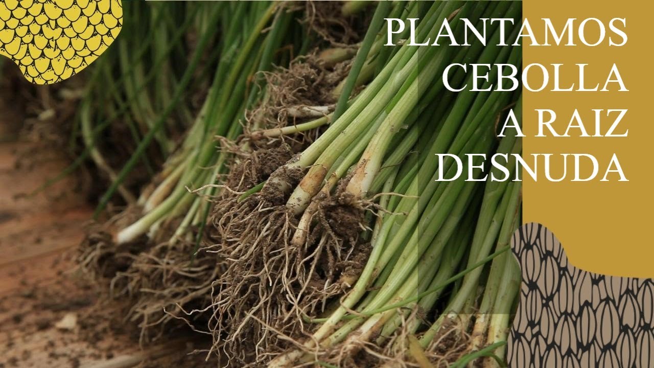 Plantamos CEBOLLA de FUENTES a RAIZ DESNUDA