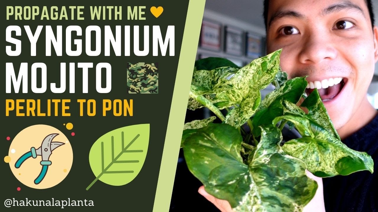 Propagating My Syngonium Mottled Mojito WITH UPDATES 💚 - Perlite and Pon (PROPAGATE WITH ME)