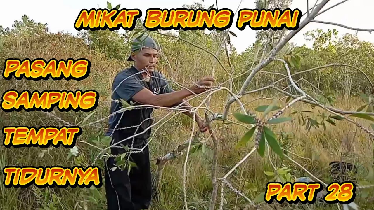 keseruan pasang pulut di areal tempat burung punai tidur