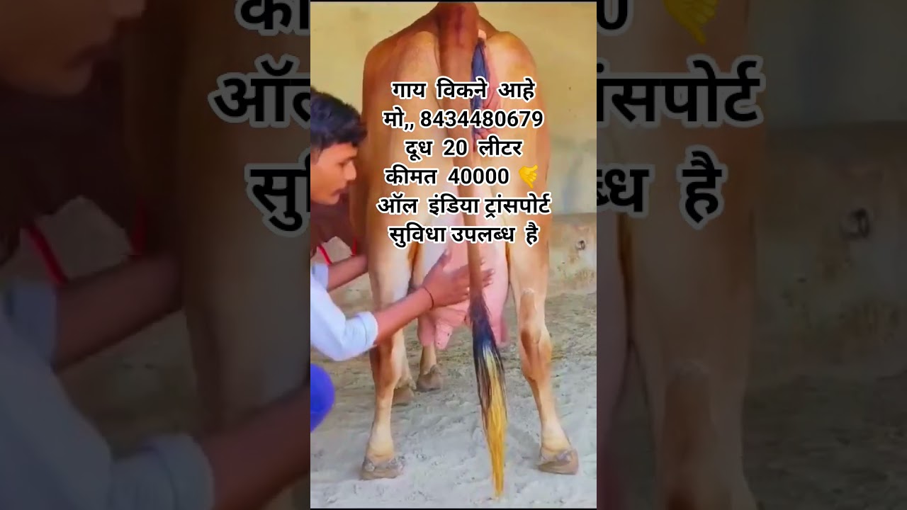 Sahiwal Cow For Sale 📞 8434480679 #sahiwal #cow #forsale #dairyfarm #animals #farm #baffalo