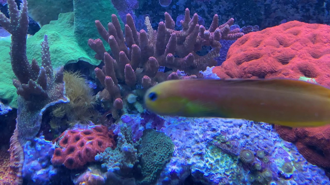 Acropora- Strudelwürmer?🤮, Clown, Grundel