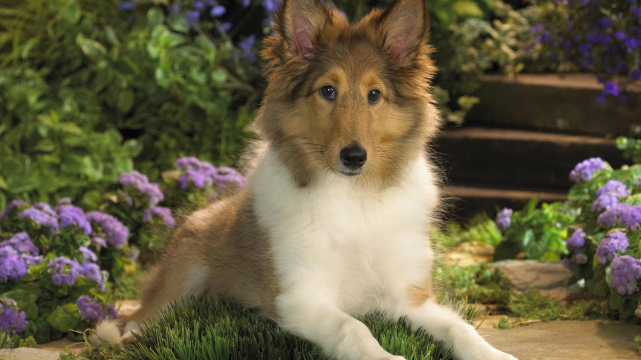 Sheltie Dog | Top 10 Shetland Sheepdog Facts