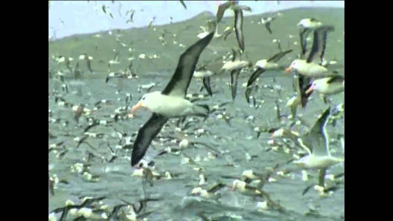 il gabbiano infelice-IL GUARDIANO DEL FARO