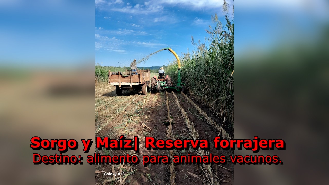 Sorgo y maíz | Reserva forrajera - Destino: alimento para animales vacunos.
