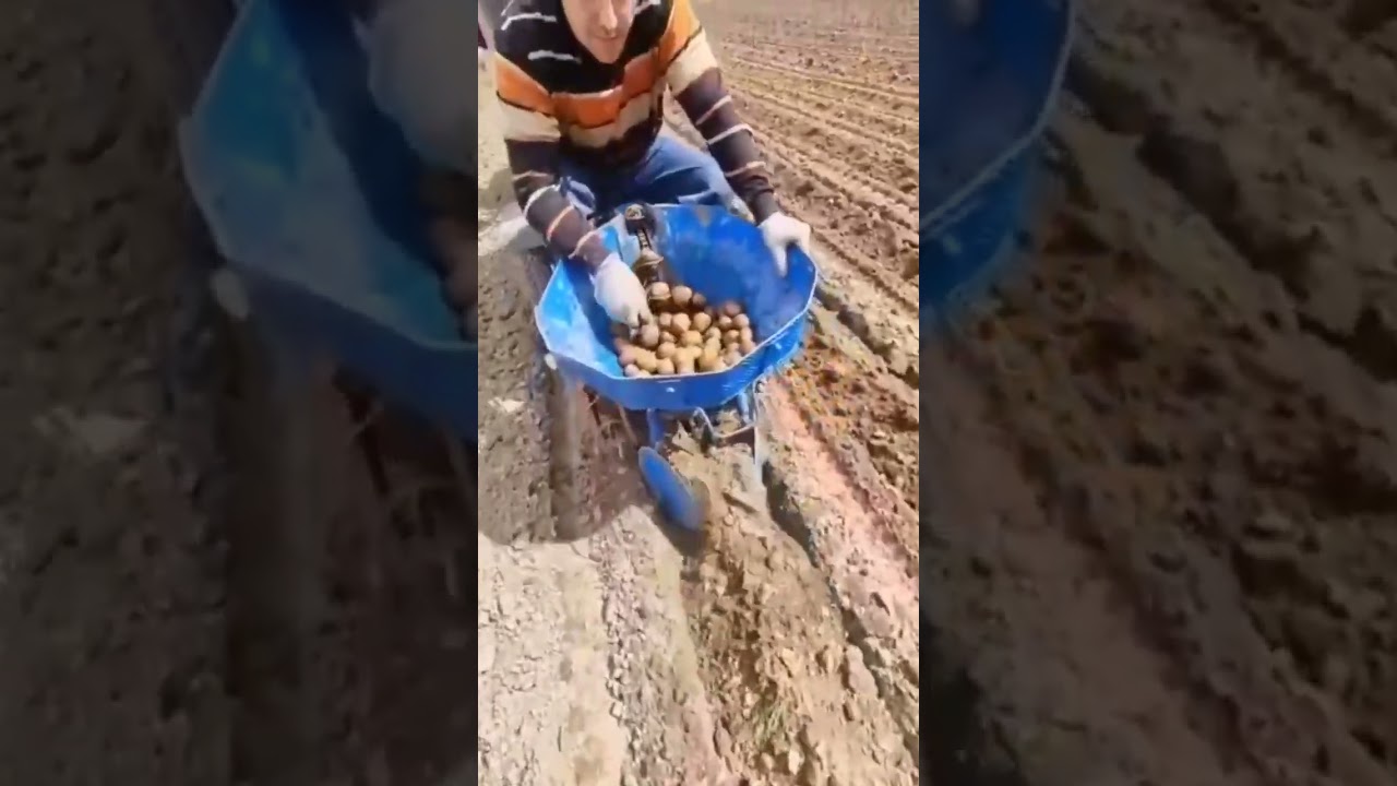 amazing small-scale potato planting machine #agriculture #farming