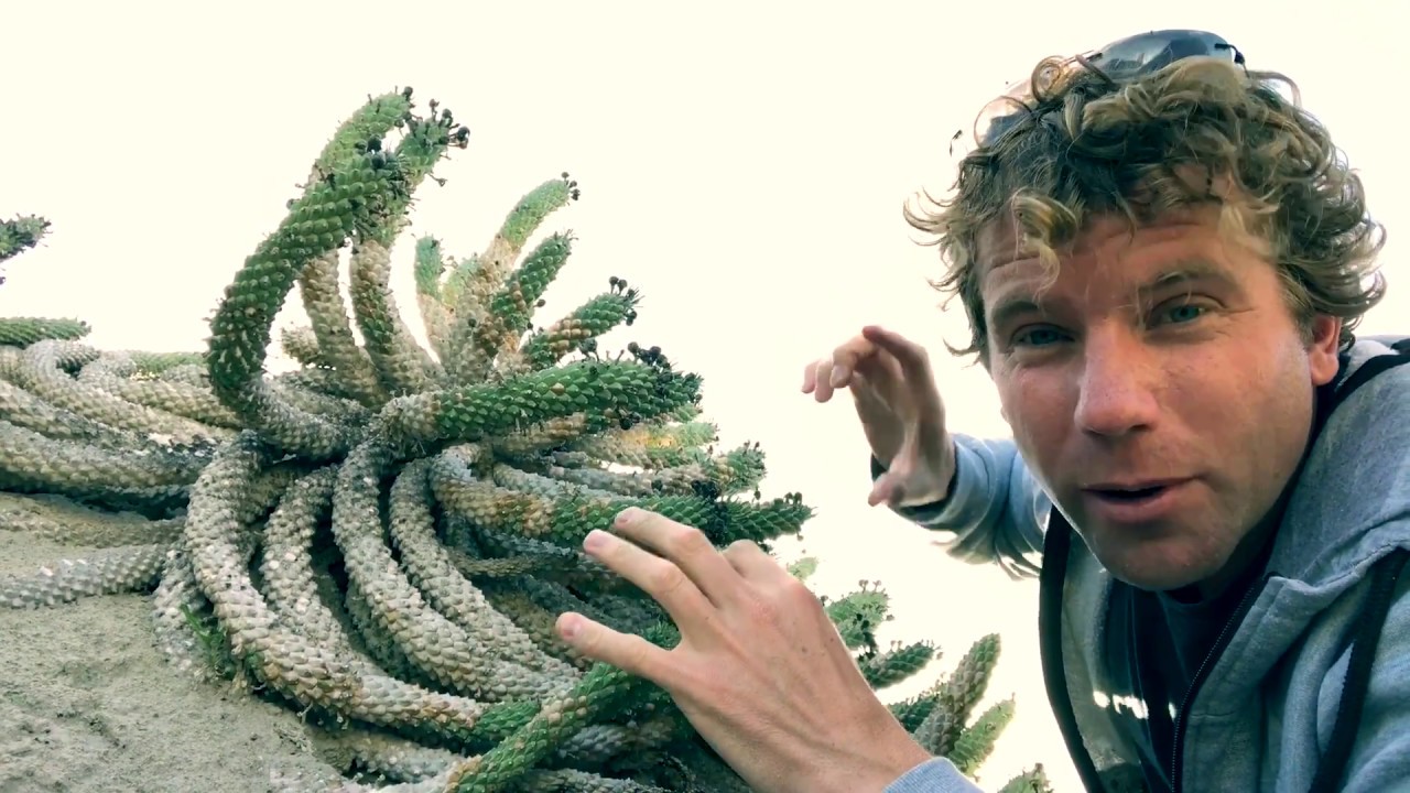 The Cape Town Flower Show and Leon Kluge visit Medusa's Head