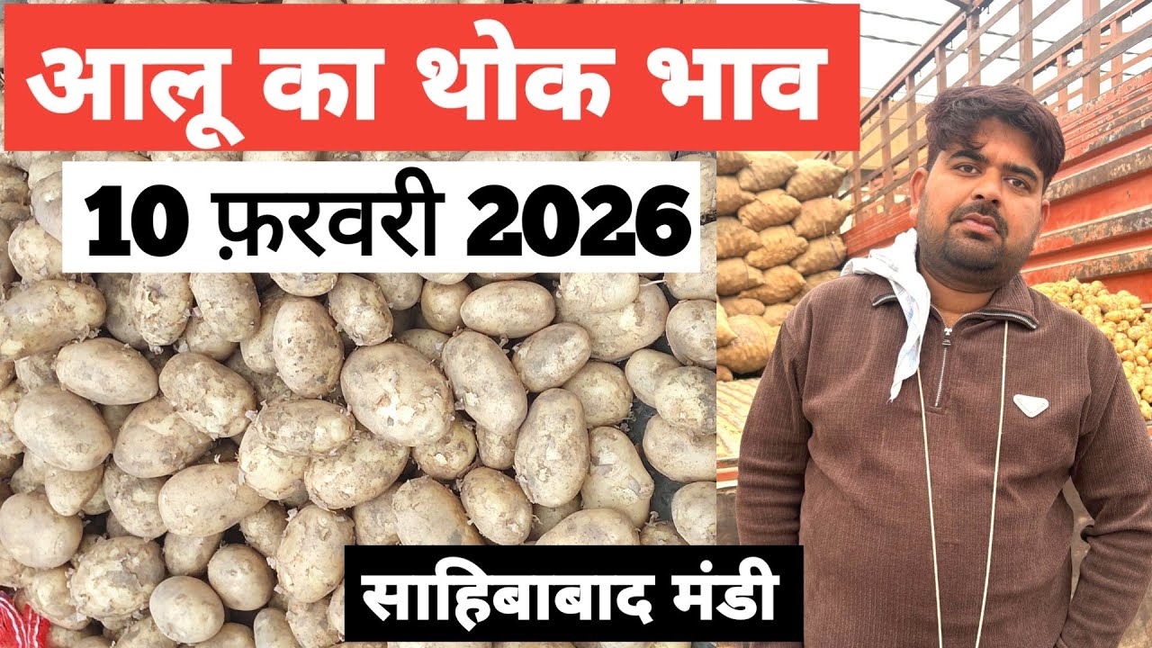 10 February 2026 🥔आलू का भाव साहिबाबाद मंडी | toady potato rates #aalu #aalubhav #potato #delhimandi