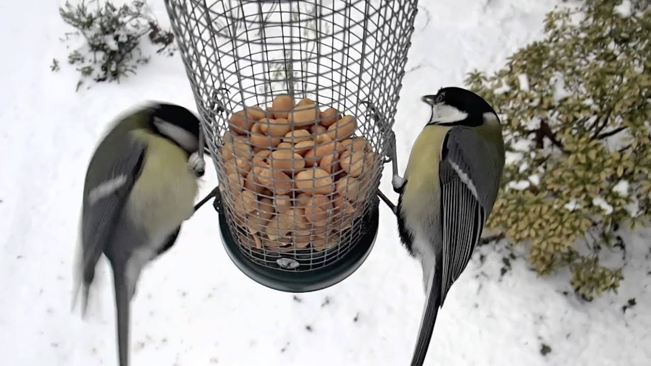 vogels in de tuin in de winter van dichtbij