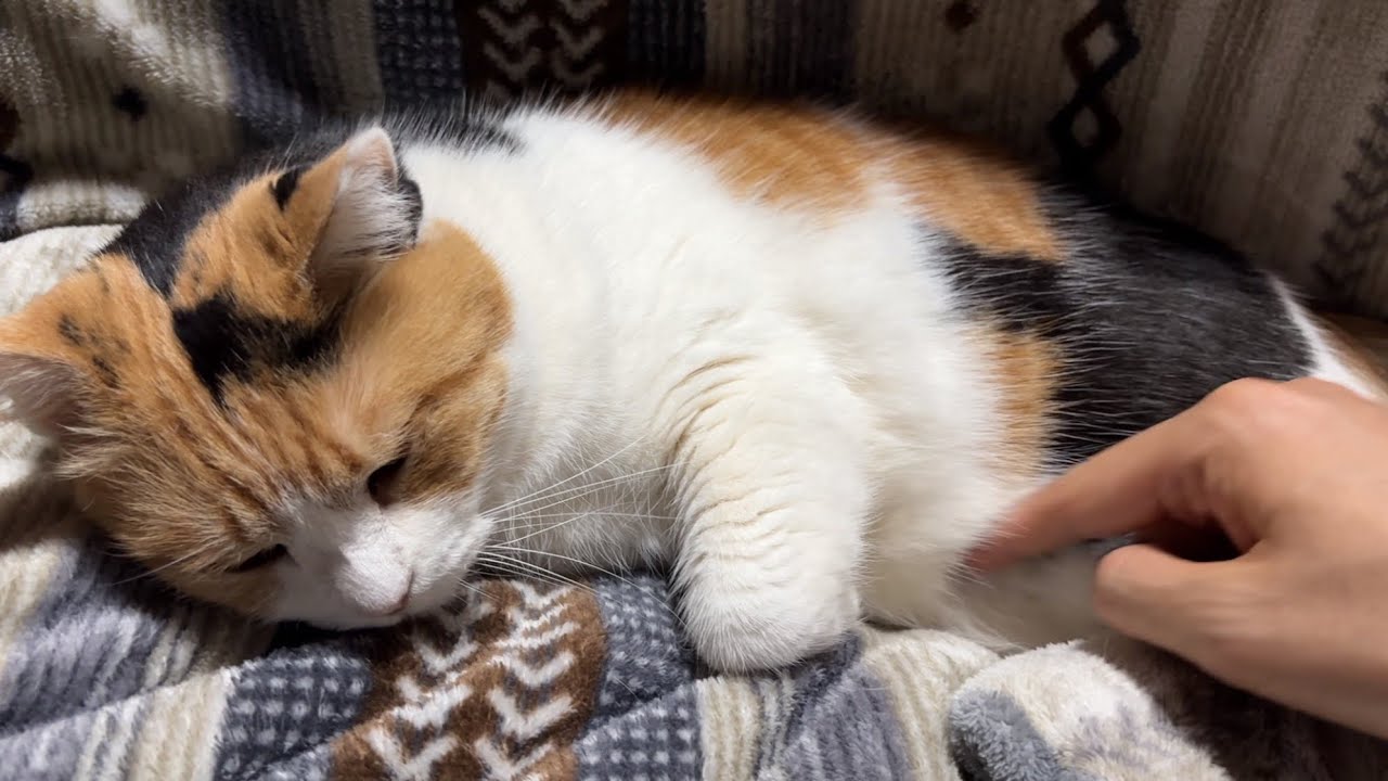 【三毛猫】まだ肌寒いので私の温もりを感じていたいミケ（2026年4月5日）