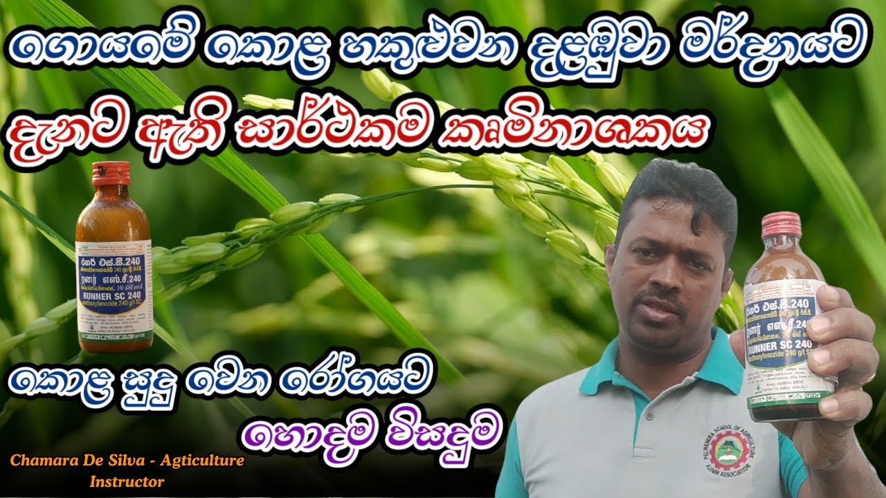 කොළ හකුළුවන දළඹුවා මර්දනයට හොදම කෘමිනාශක