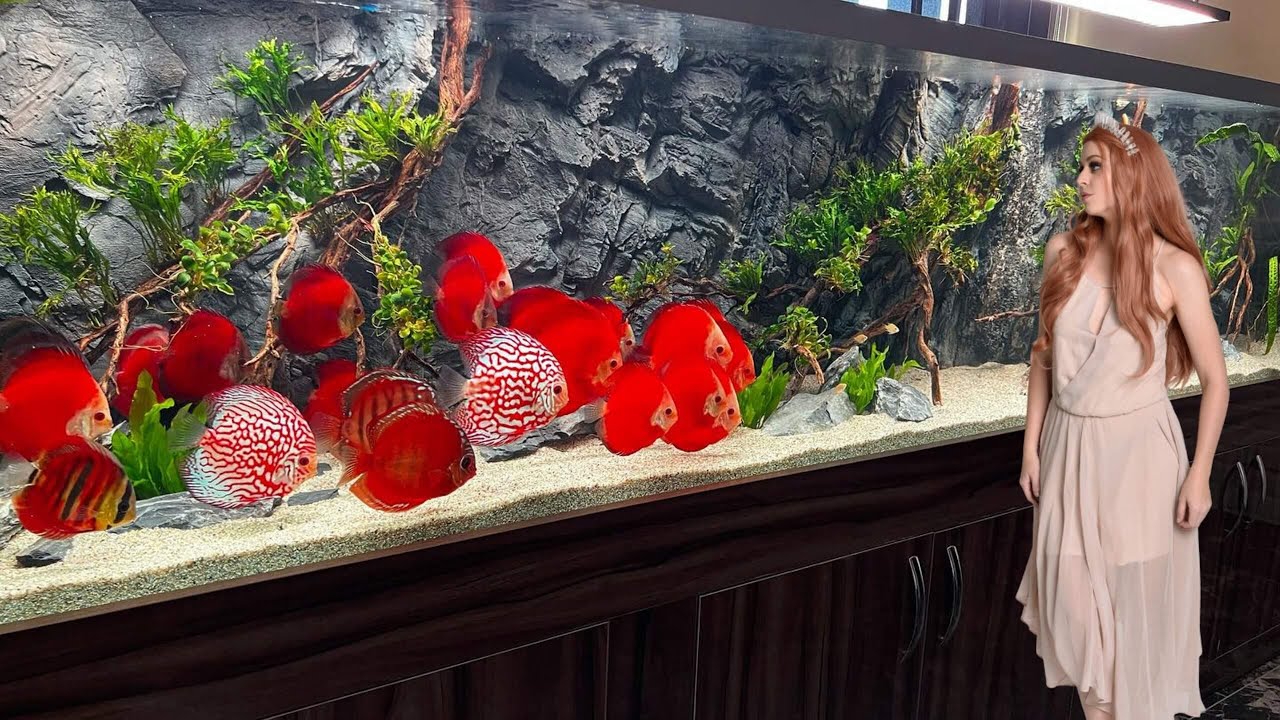 Massive Discus Fish Tank With Stunning Red Discus Royalty