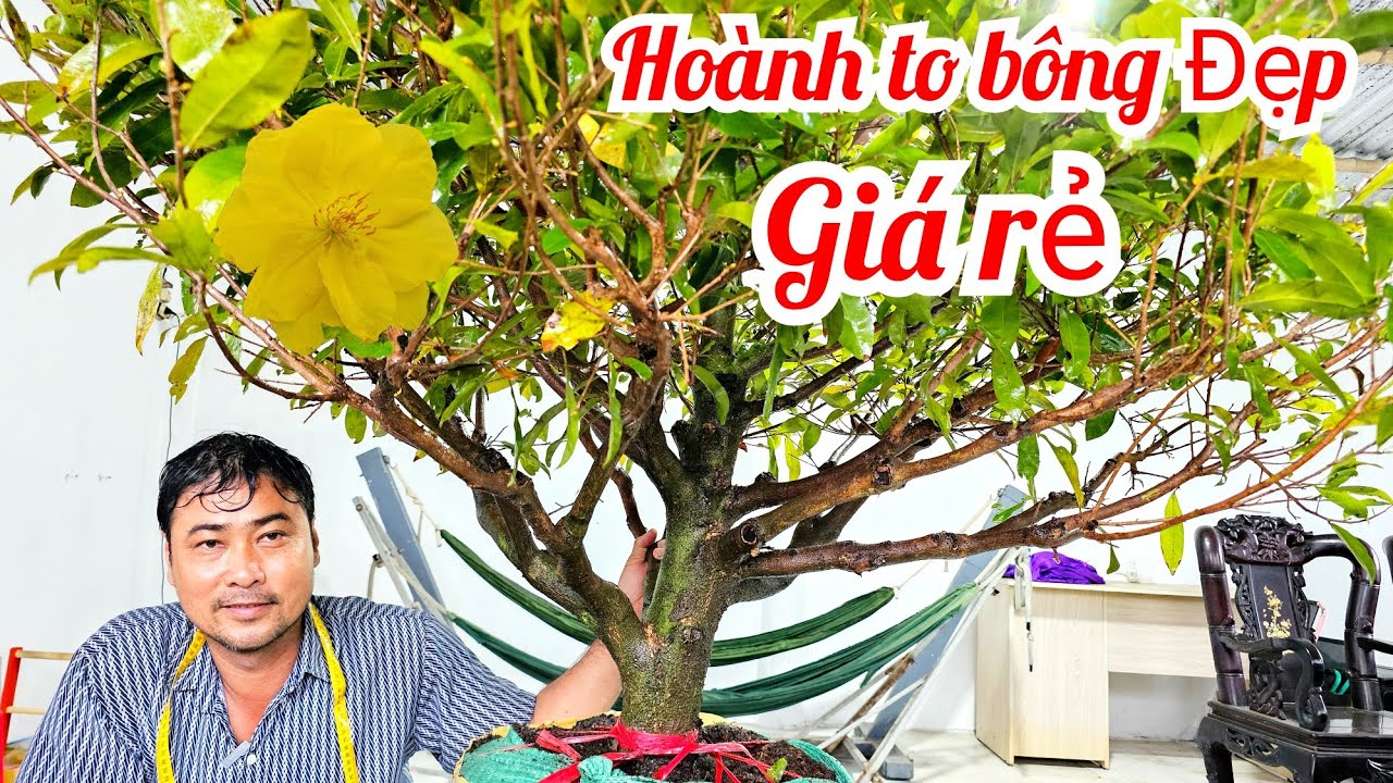 A Nguyên 📲 0332333910 mai giảo Thủ Đức giá rẻ 27/2 Bến Tre (@MaivàngQuêdừa)