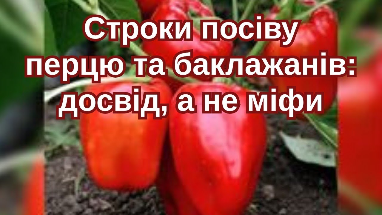 Січень, лютий чи березень? Коли сіяти перець і баклажани НАСПРАВДІ  #перець #баклажани #розсада
