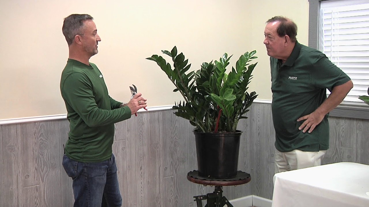 Plantz ZZ Plant