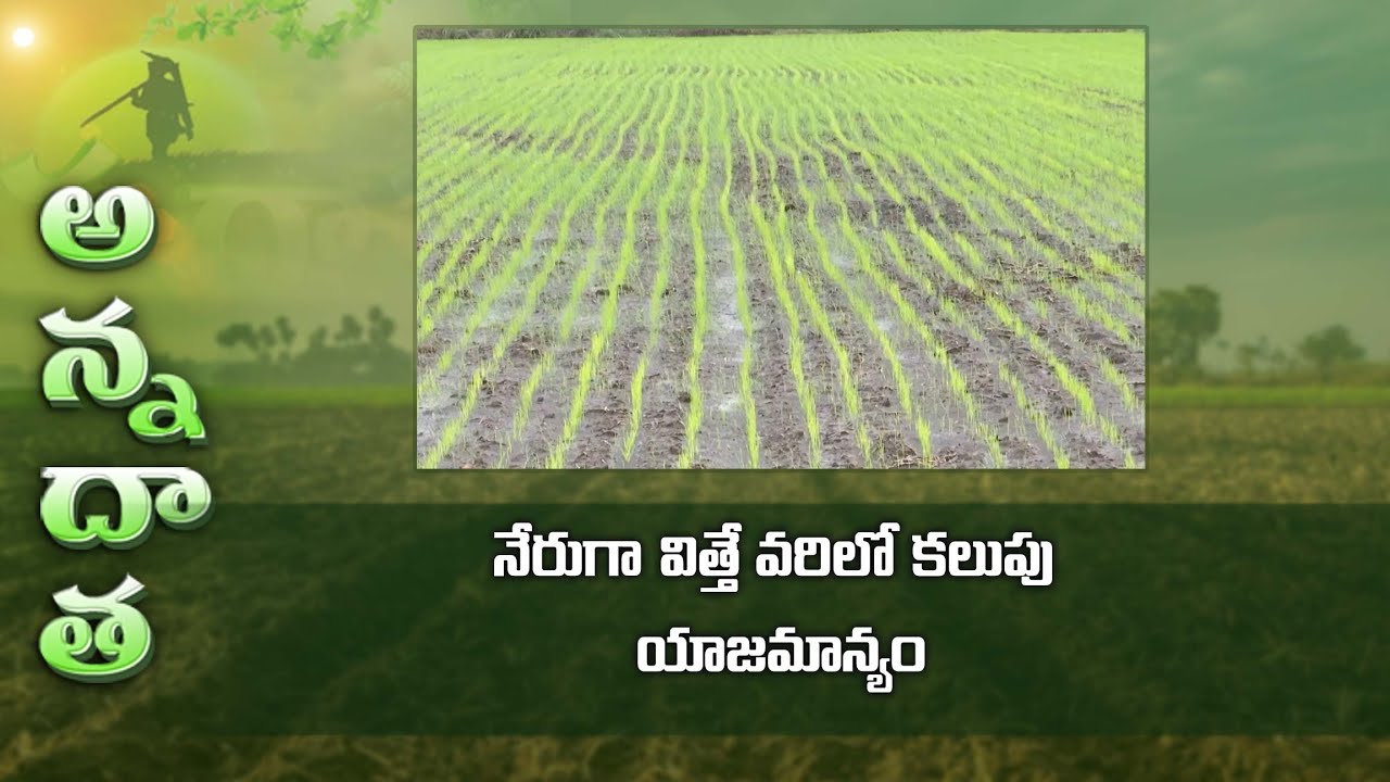 Weed management in direct seeded paddy | నేరుగా విత్తే వరిలో కలుపు యాజమాన్యం | ETV Telugu