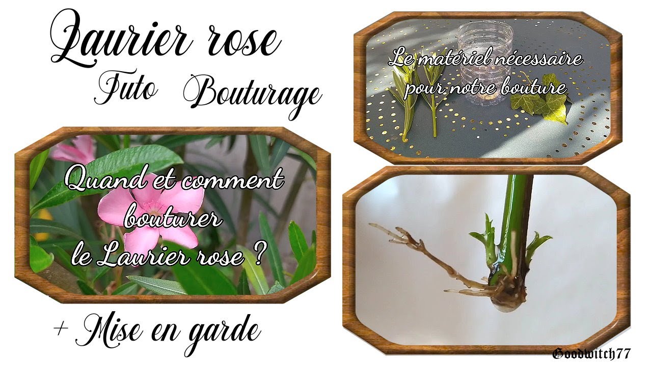 Quand et comment bouturer un laurier rose? Tuto + Mise en garde poison!