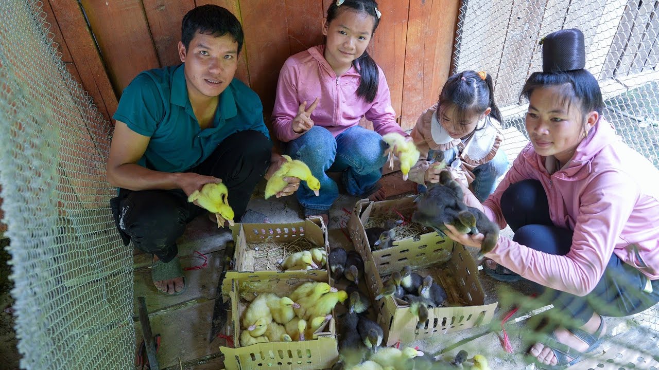 Reinvest In Farm, Sell Jackfruit And Longan To Buy New Flock Of Ducks | Family Farm