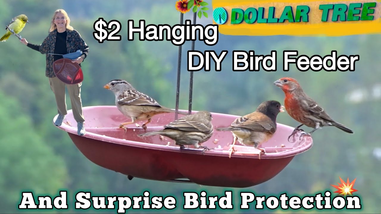 $2 DIY Hanging Bird Feeder Wild Birds Love❤️ Dollar Tree Easy DIY Chip & Dip Tray for Patio Birding￼