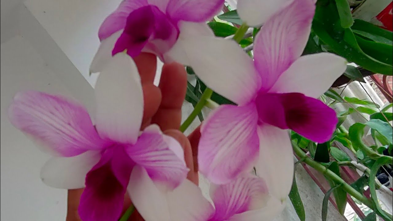 অর্কিড গাছ কিভাবে টবে বসাবেন তার সিক্রেট টিপস্