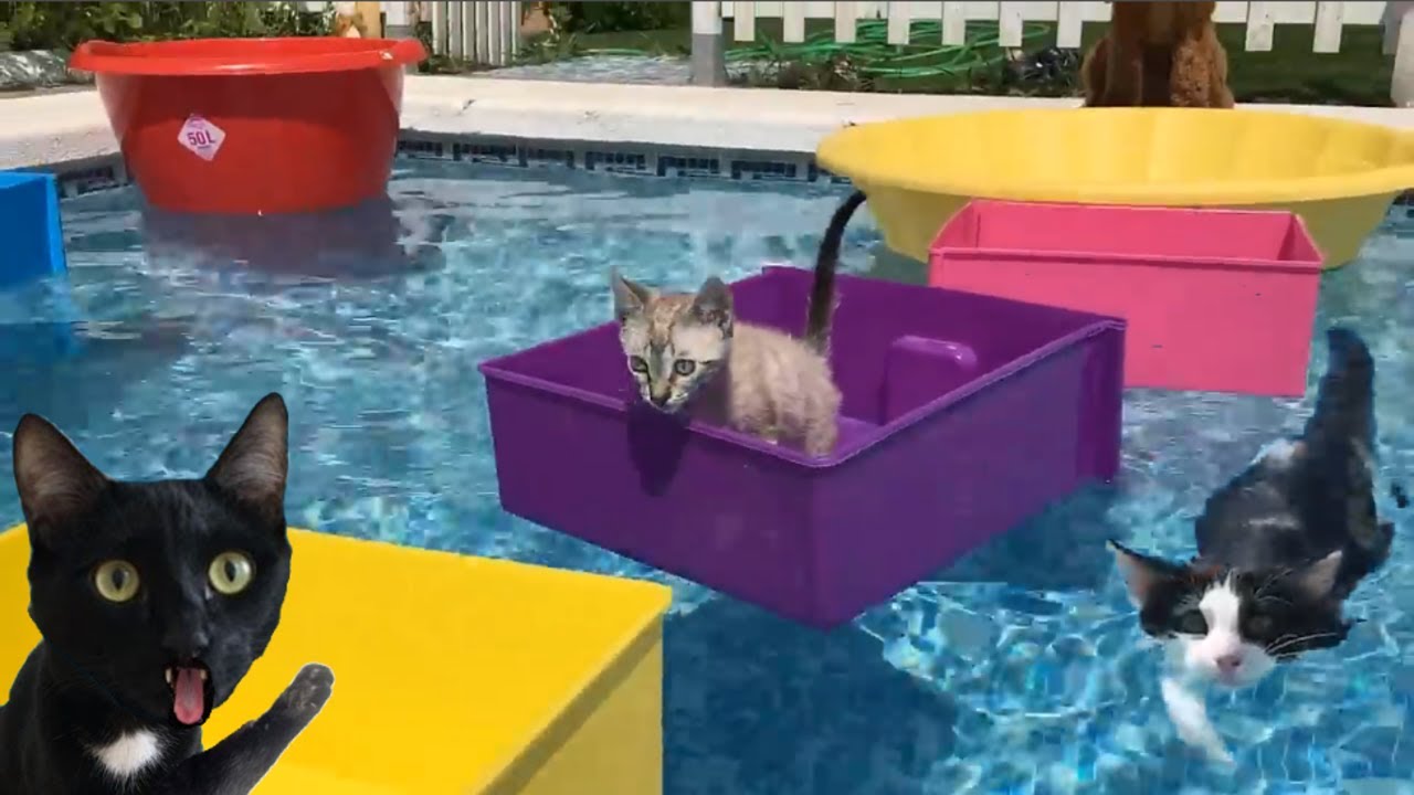 EL ULTIMO EN SALIR DE LA PISCINA GANA PERO VS GATOS YOUTUBERS FAMOSOS