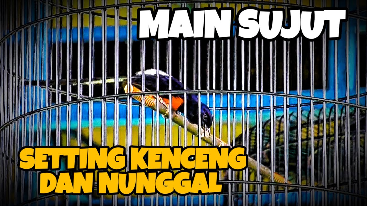 MAIN SUJUT‼️SETTING KENCENG DAN NUNGGAL