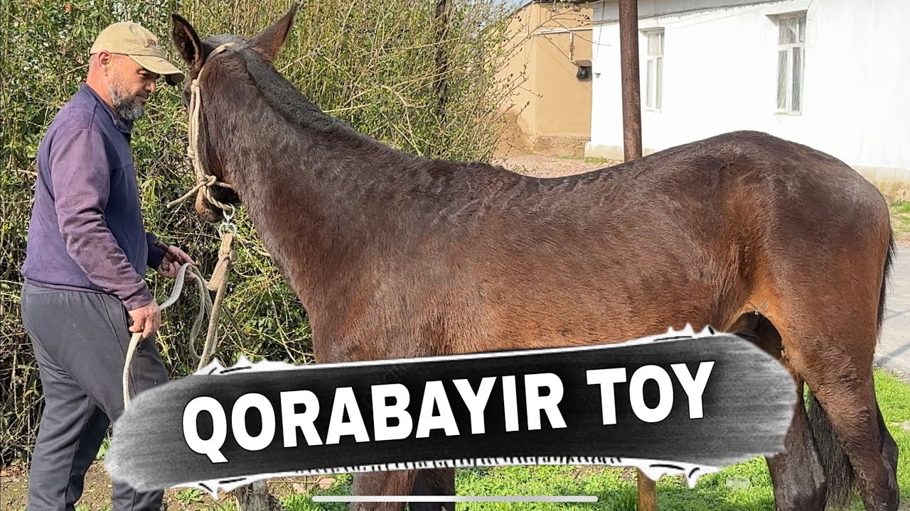 Zo’r Qorabayir To‘riq Toy Sotuvda! Haqiqiy Mestni Ot | Chorva TV