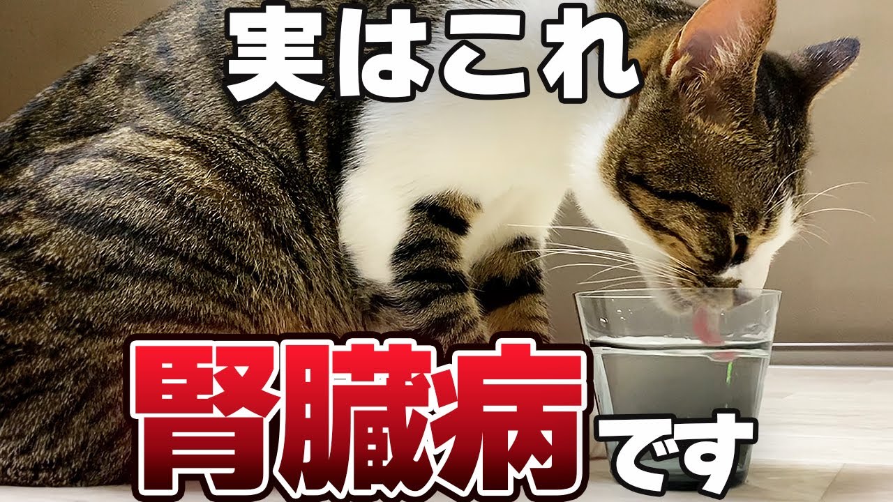 【腎臓病】猫が飲む水の量でわかる！ 長寿猫の8割が抱える慢性腎臓病のサインと予防法10選【保護猫】