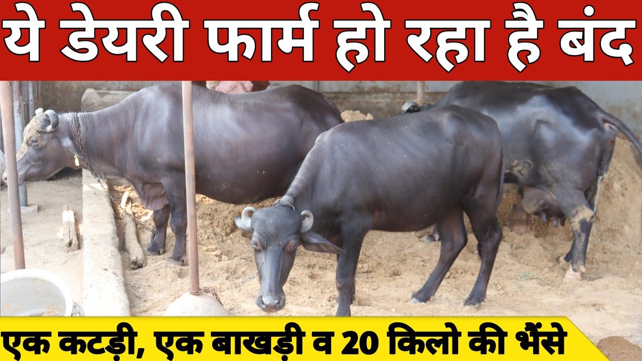 ये डेरी फार्म हो रहा है बंद, एक कटड़ी एक बाखड़ी व तीन 20 किलो दूध की भैंसे | VP Yadav (9896401346)