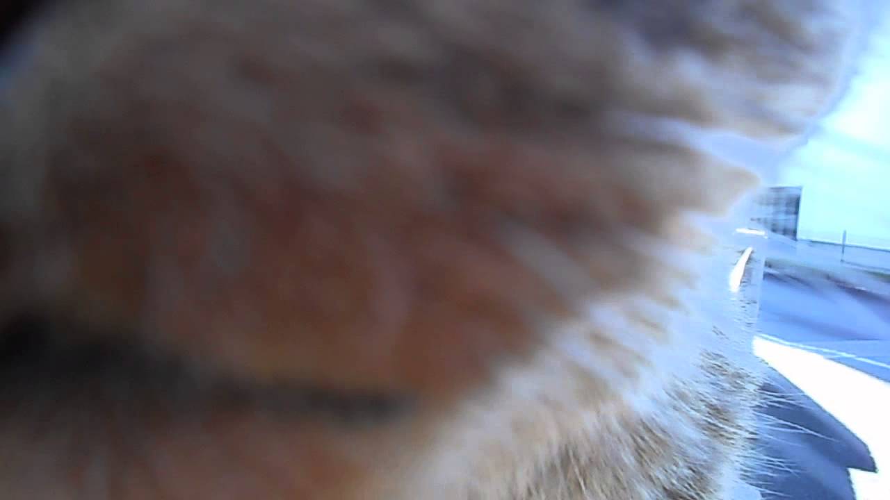 Katze schmust mit Kamera