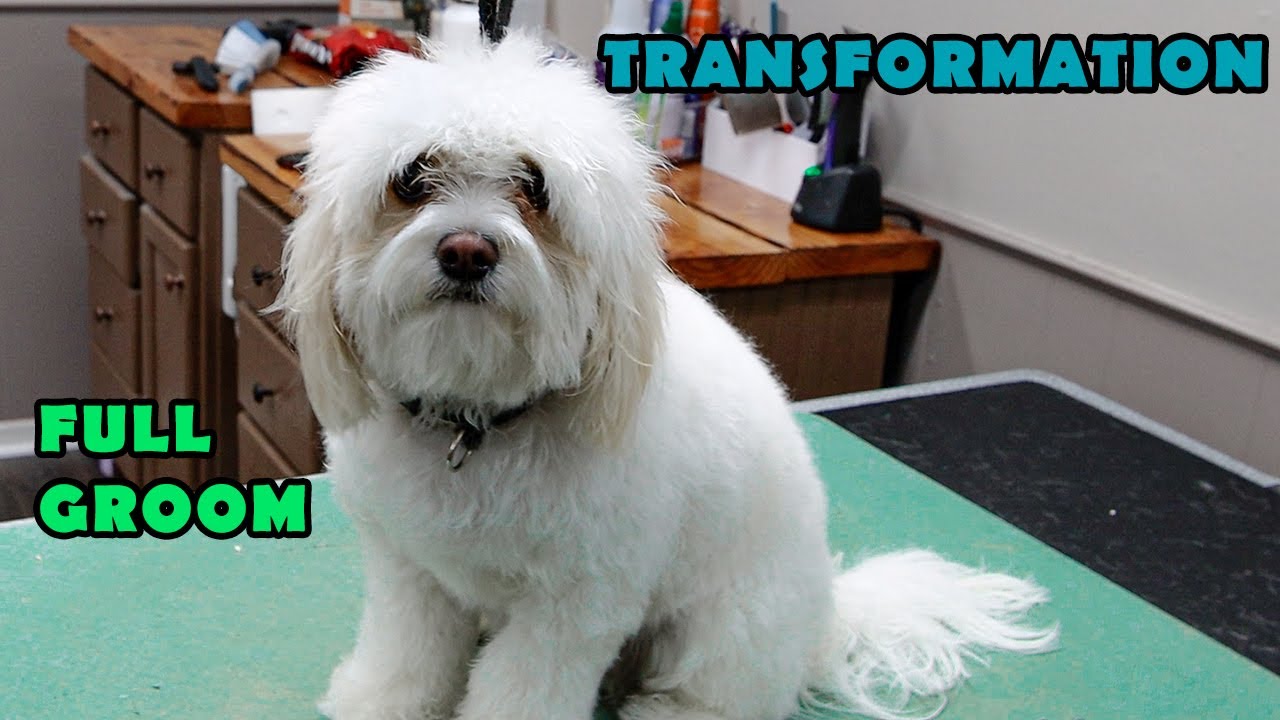 Transformation - This Cute Boy Got A Transformation and A Full Groom - Dog Grooming - Full Groom