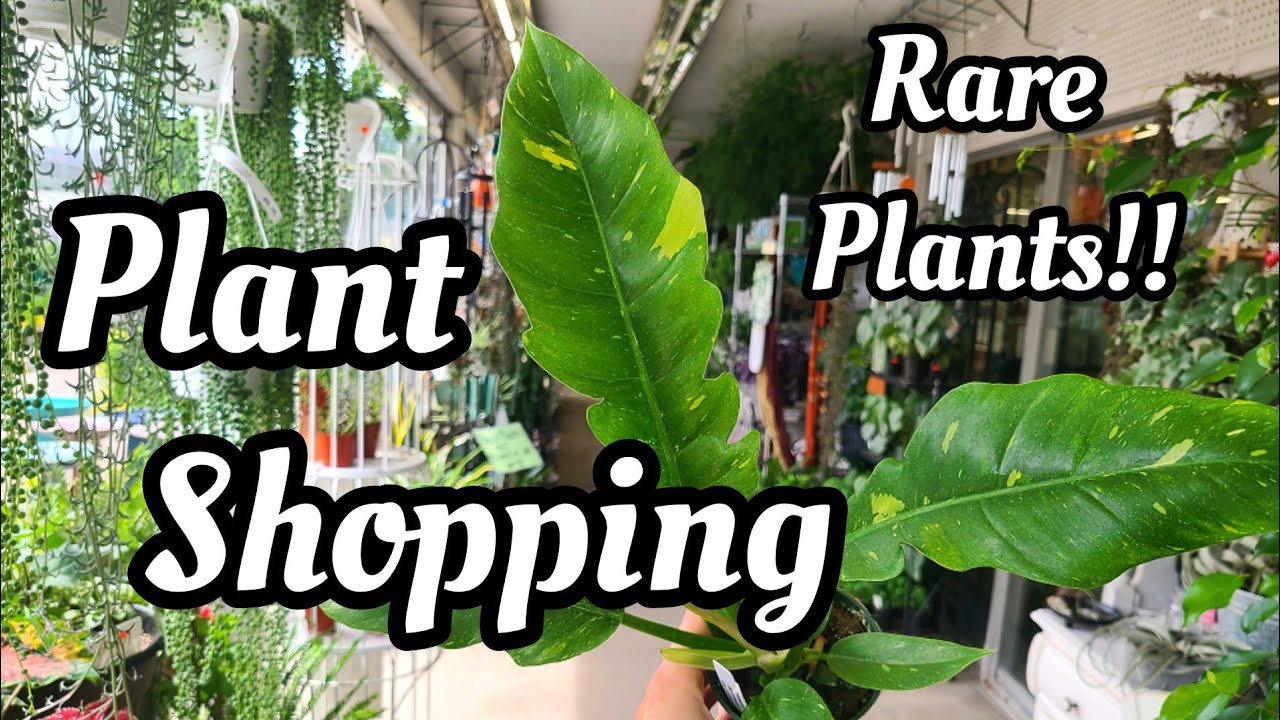Plant Shopping at Paul's & Sandy's Too!! RARE PHILODENDRON, HOYA & MORE!! exciting new arrivals!! 😍
