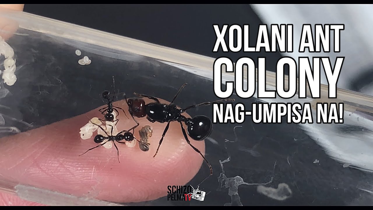 Queen Ant Xolani may workers na!