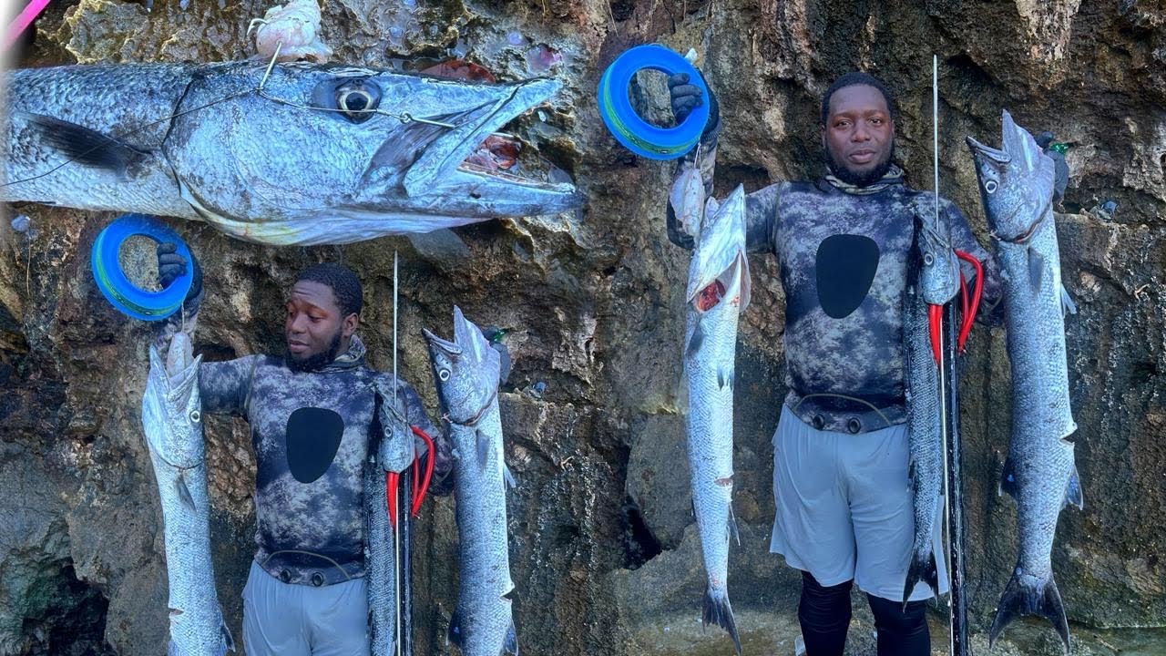 Hooking  A Monster Barracuda While Spearfishing 