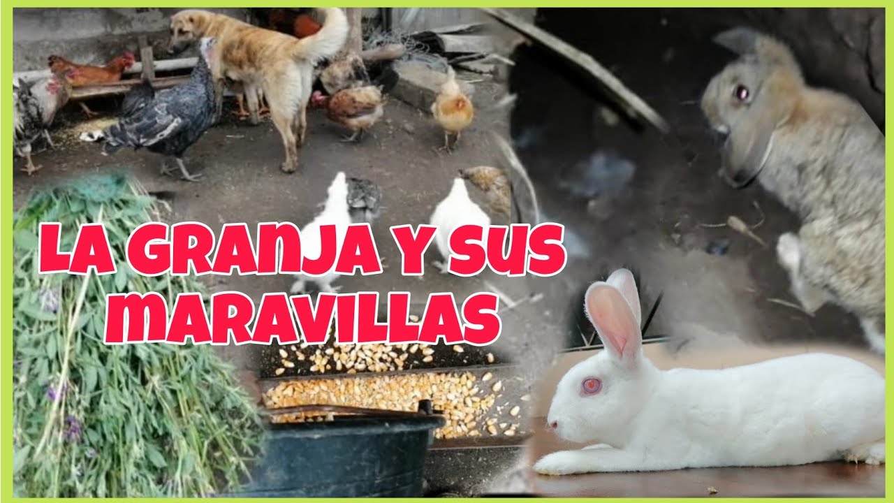 Alimento a mis aves...Mi coneja blanca ya parió, hay otra madriguera.