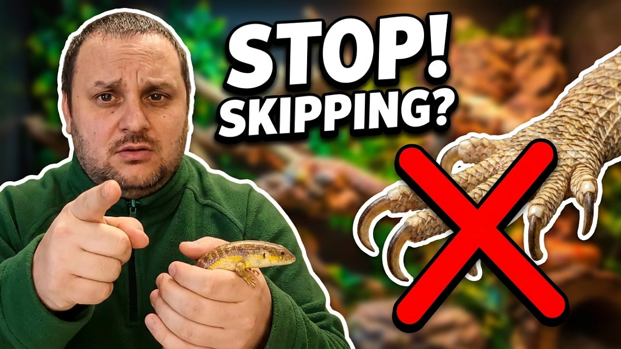 5 Additional Care Routines Every Reptile Keeper Should Know