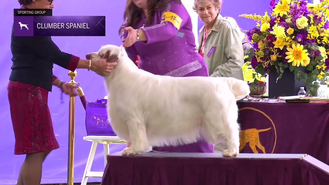 Spaniels (Clumber) | Breed Judging 2024