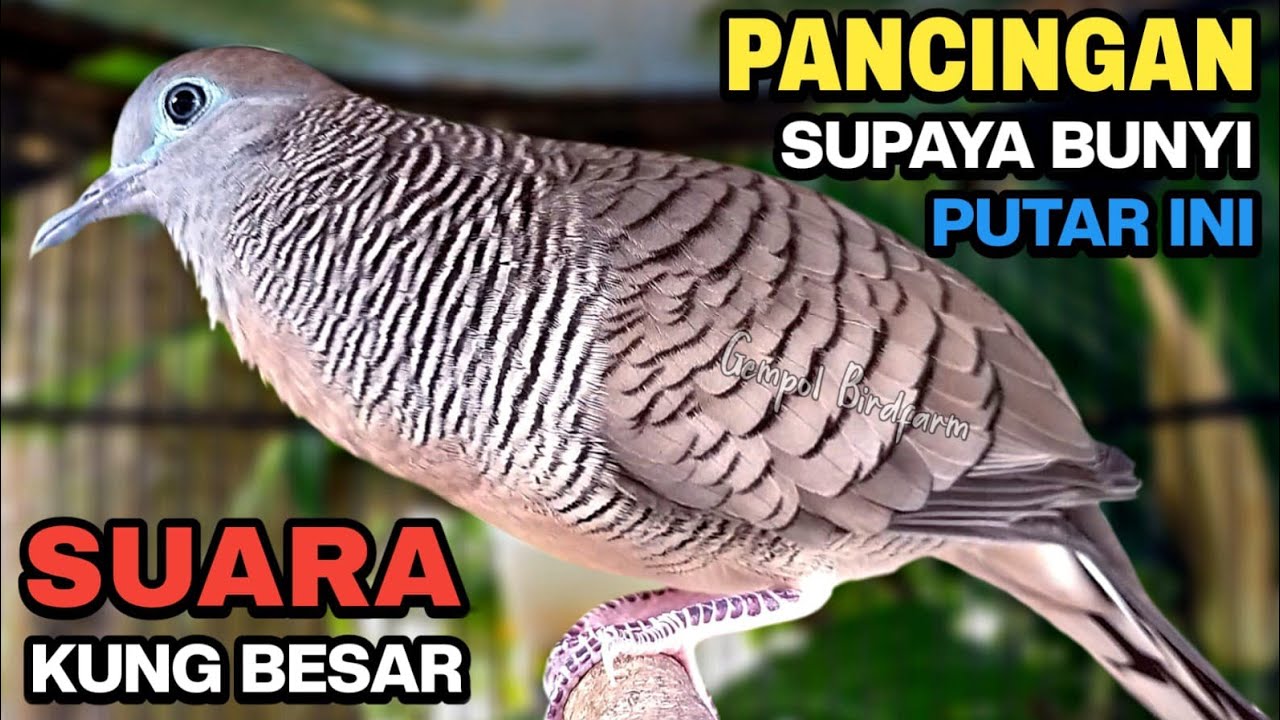 Perkutut Lokal GACOR Suara Kung Besar Pancingan Burung Perkutut Agar Bunyi.