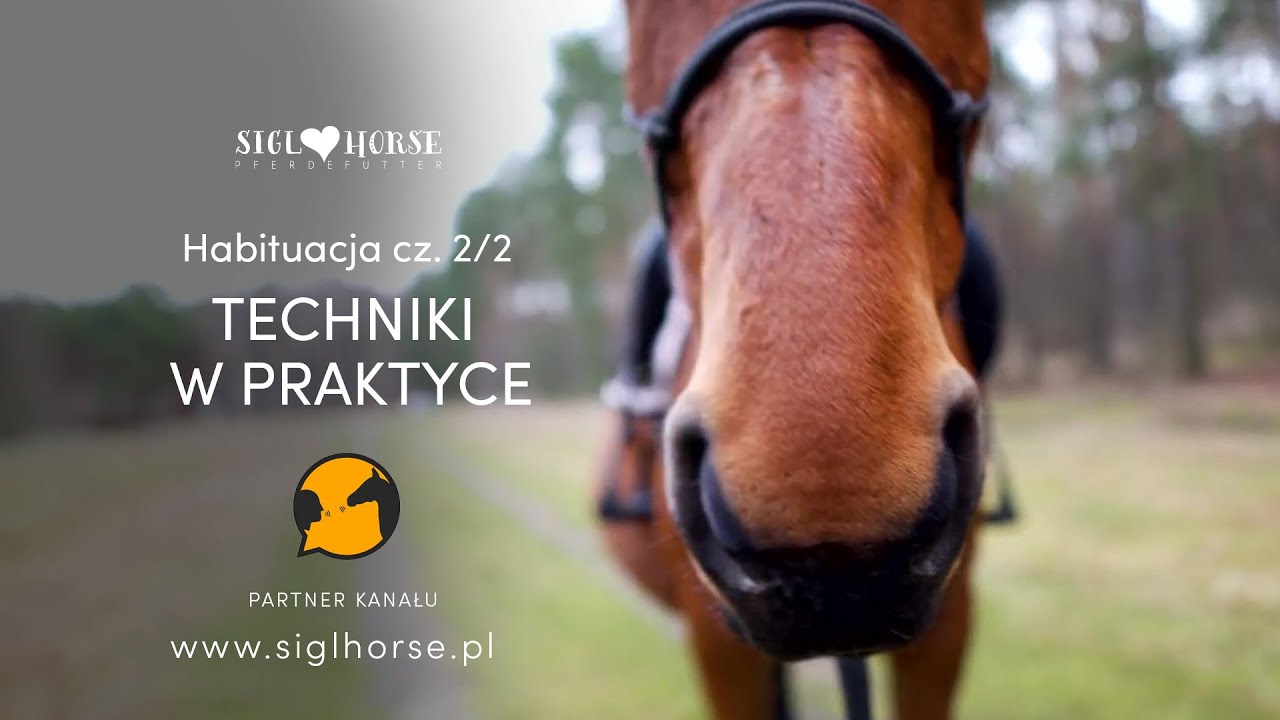 Jak przezwyciężyć strach u konia? (Habituacja 2/2 ) #3 Rozmówki Polsko - Końskie