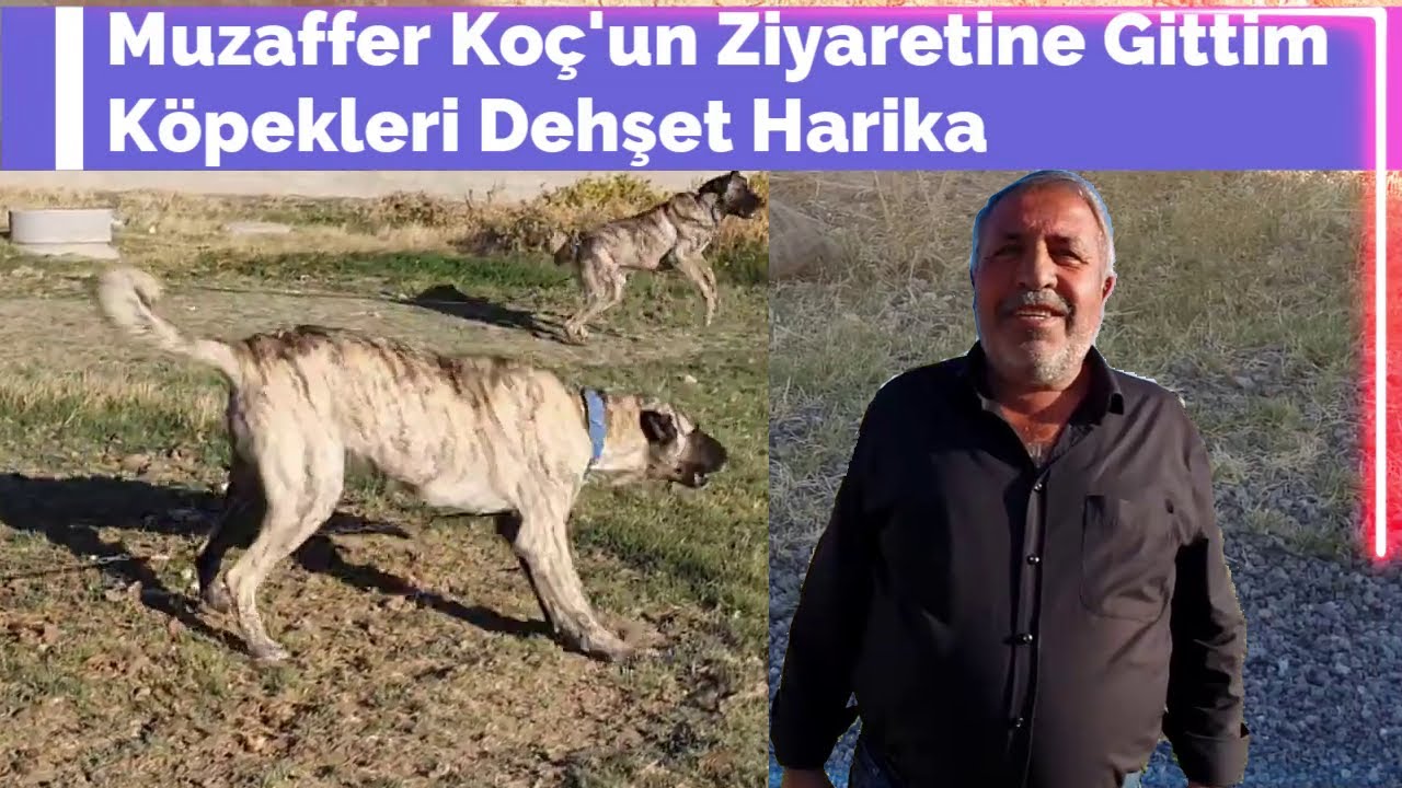 Muzaffer Koç'u Ziyarete Gittim 🔹 Köpekleri Dehşet Harika