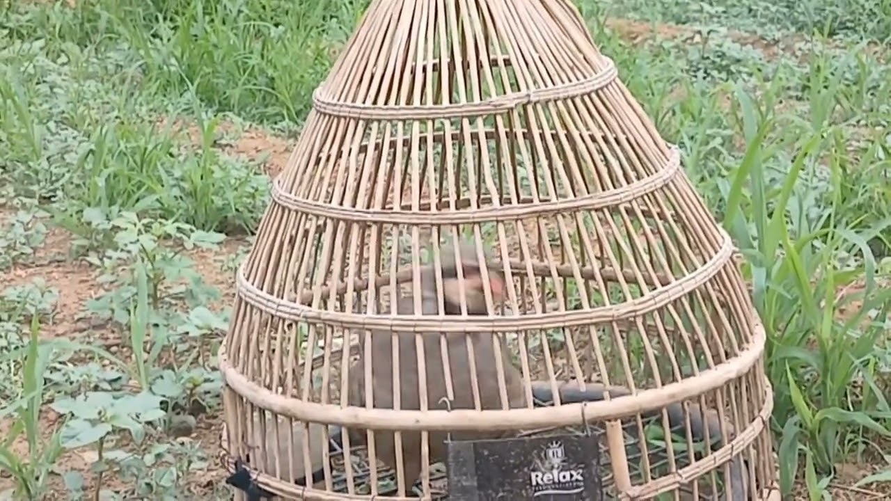 Madi Chakor Ki Khobsorat Awaz | Beautiful Chakor Sound | Chakor Bird Calling | Klik Klik Klik 