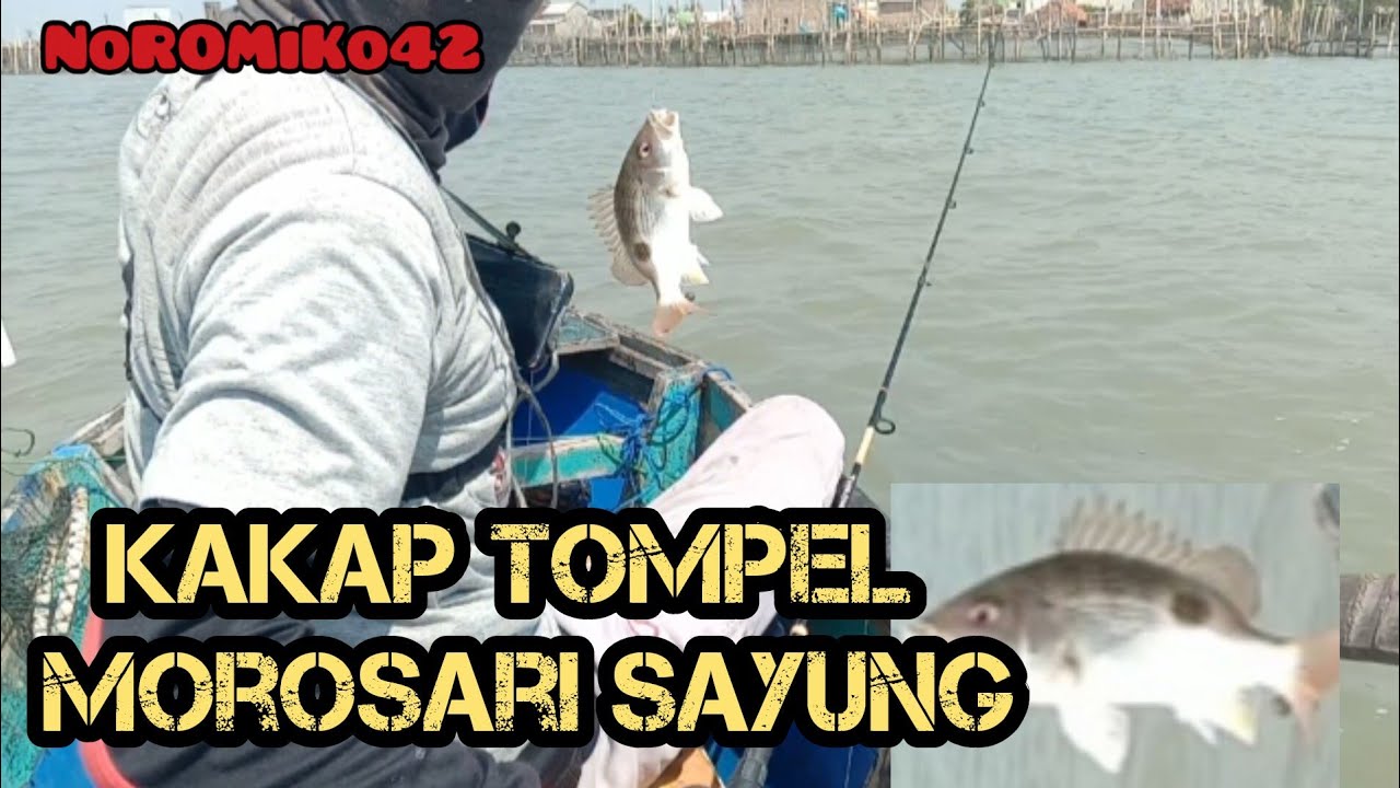 Ikan tompel, Morosari Sayung🐟
