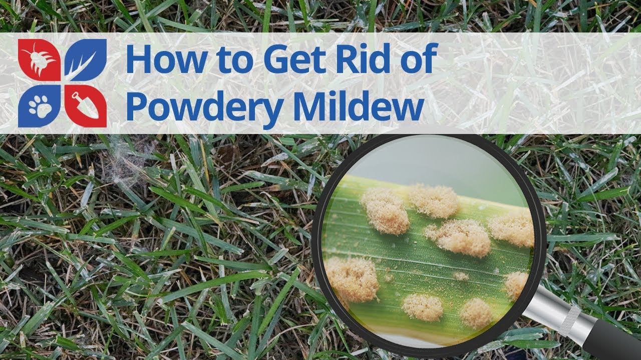 Powdery Mildew Lawn Disease Treatment | DoMyOwn.com