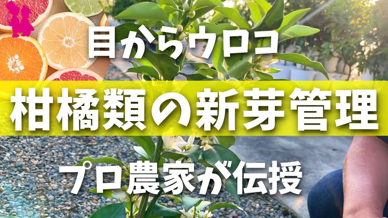 【衝撃】プロに柑橘類の育て方を聞いたら本に載ってないことばかりだった(新芽管理・剪定・植え替え・肥料)
