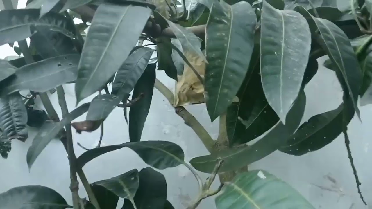 @HÁI XOÀI TẾT 