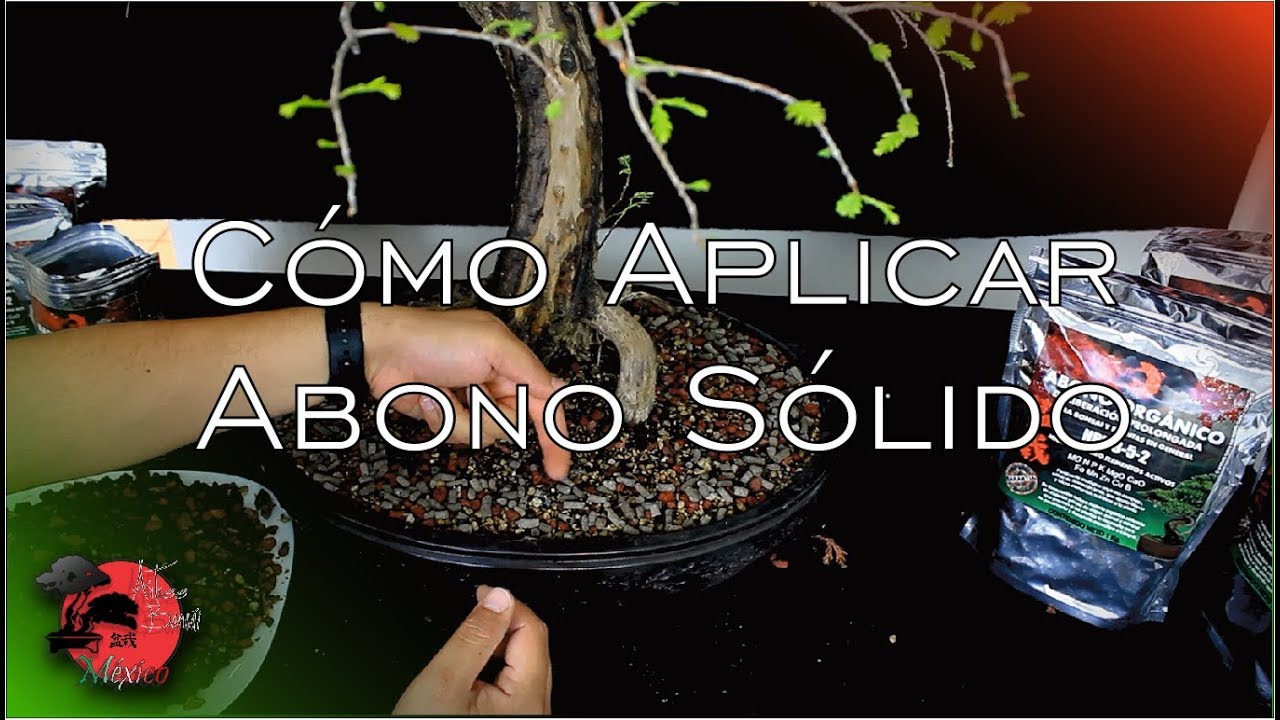 🌳 Cómo Aplicar ABONO ORGÁNICO a tu BONSAI | #AbonoArTreeBonsai