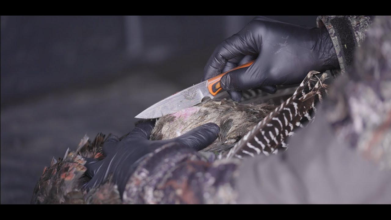 Technique d'&eacute;visc&eacute;ration d'un dindon sauvage