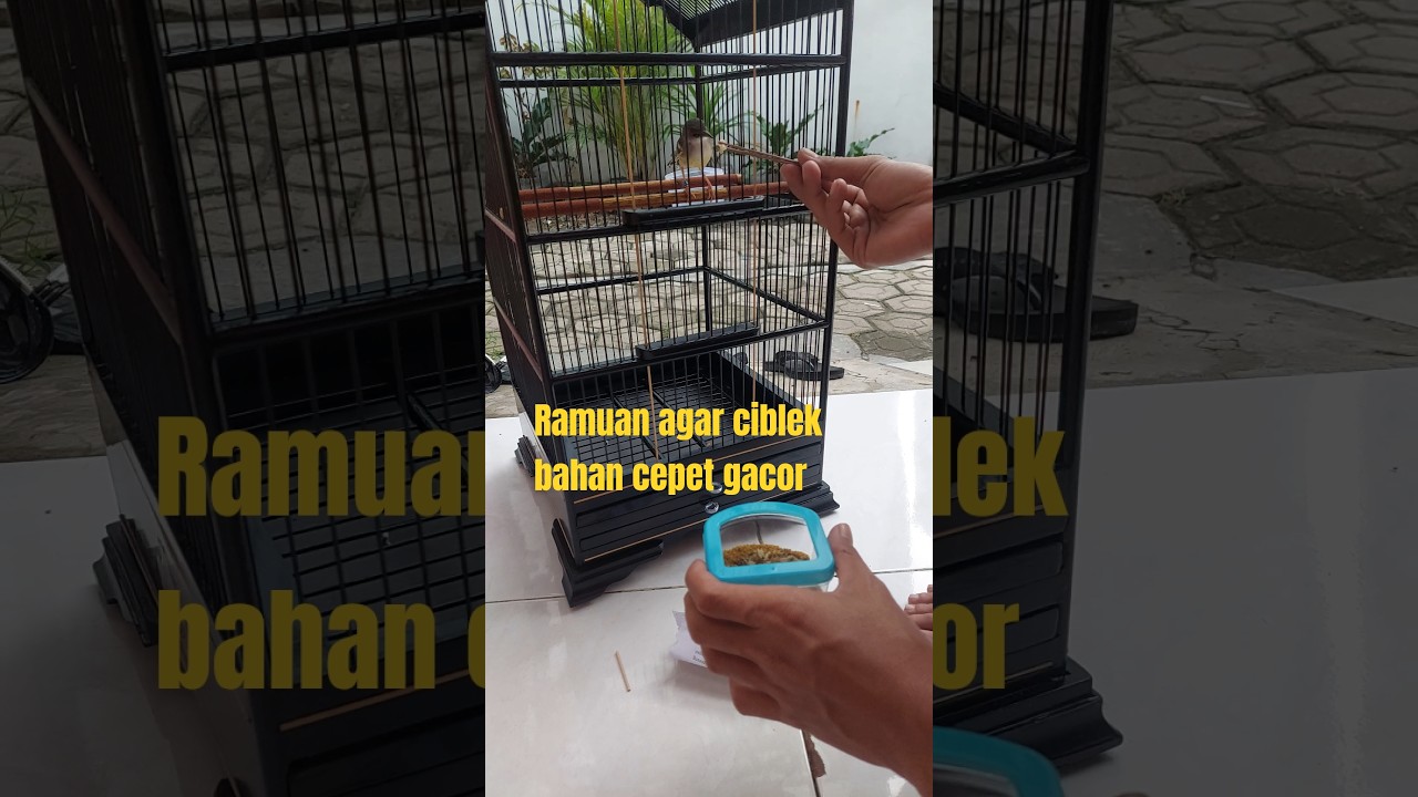 TIPS AGAR CIBLEK BAHAN CEPET GACOR, YANG PENTING RUTIN...!! #kicaumania #cisem