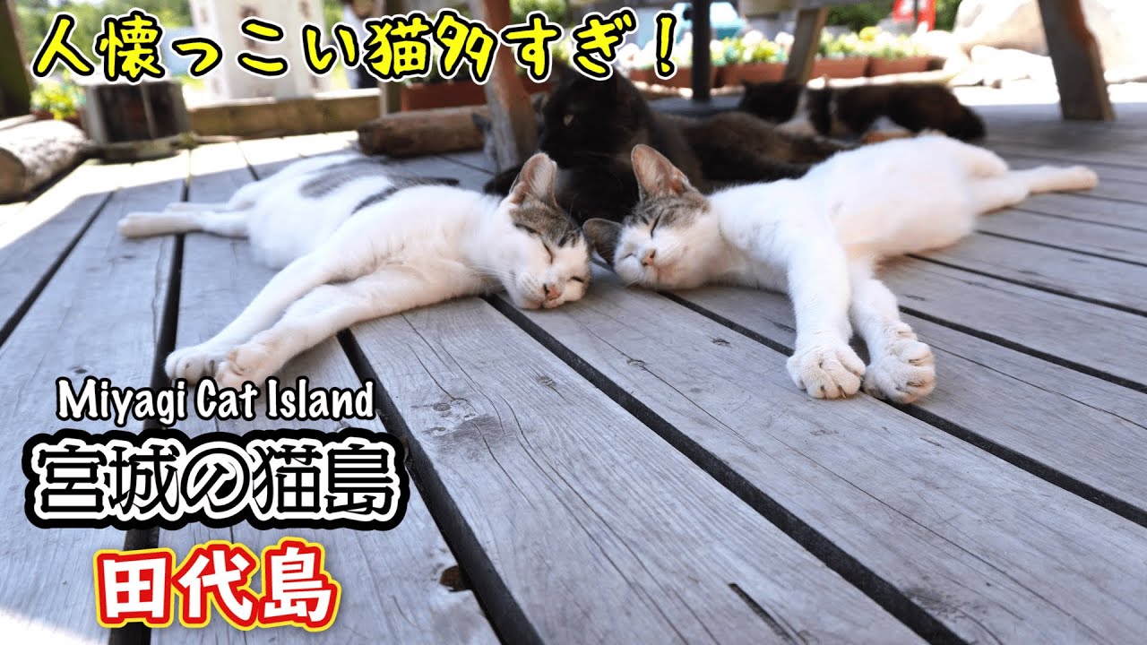 【宮城猫島】人懐っこい猫多すぎ！猫好きには癒しの田代島　Miyagi Cat Island