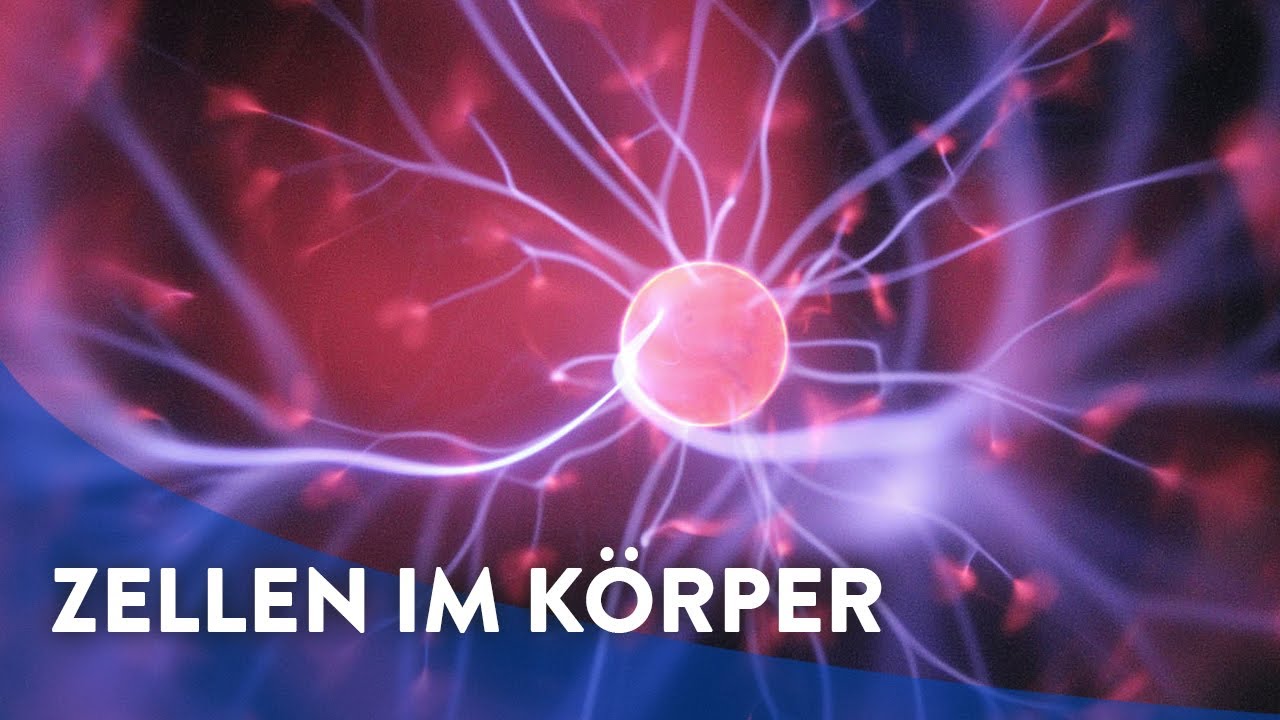 Vom Gen, zur Zelle, zum Organismus... in die virtuelle Realität!