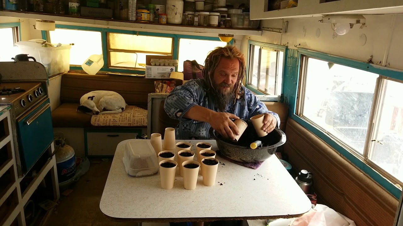 Planting Germinated Melted Gelato Seeds